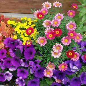 Meet your Posher, Marlene